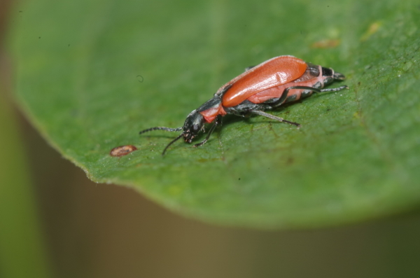 Skaliertes Bild Coleoptera, Malachiidae, Anthocomus coccineus_2014_08_22--15-00-24.jpg 