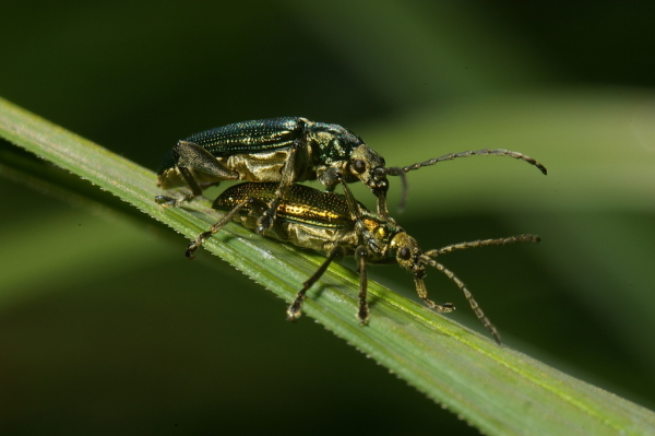 Skaliertes Bild Coleoptera, Oedemeridae, Oedemera lurida, Paarung_2007_05_14--08-28-38.jpg 