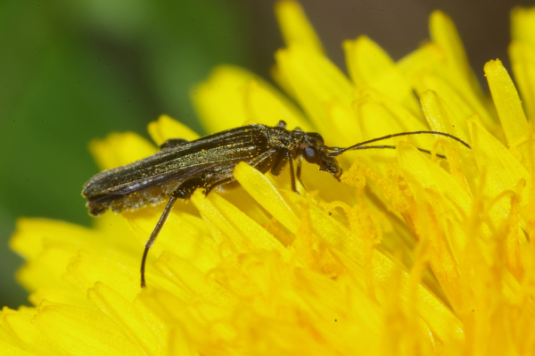 Skaliertes Bild Coleoptera, Oedemeridae, Oedemera lurida_2005_01_05--05-13-26.jpg 