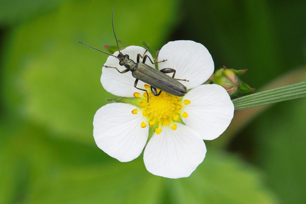 Skaliertes Bild Coleoptera, Oedemeridae, Oedemera virescens_2019_05_19--14-23-16.jpg 