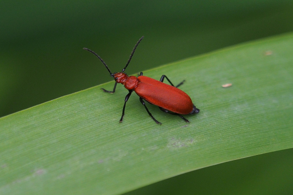 Skaliertes Bild Coleoptera, Pyrochroidae, Pyrochroa serraticornis, Feuerkaefer_2019_05_31--08-31-54.jpg 
