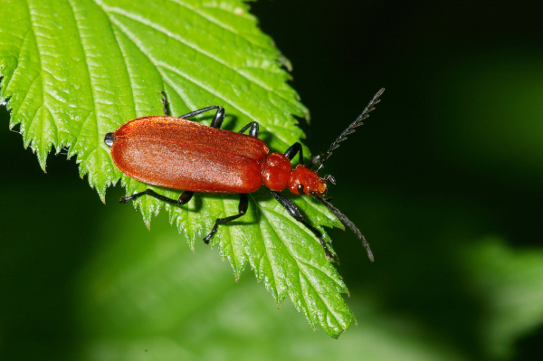 Skaliertes Bild Coleoptera, Pyrochroidae, Pyrochroa serraticornis_2005_05_27--08-57-07.jpg 