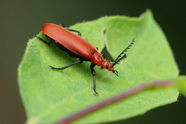 Skaliertes Bild Coleoptera, Pyrochroidae, Pyrochroa serraticornis_2023_05_20--10-36-48.jpg 