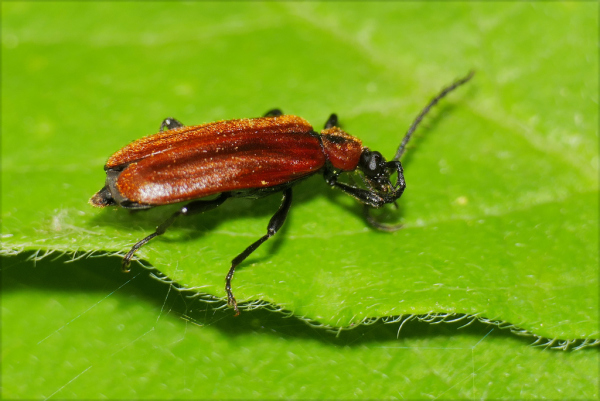Skaliertes Bild Coleoptera, Pyrochroidae, Schizotus pectinicornis_2020_05_04--10-52-52.jpg 