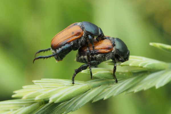 Skaliertes Bild Coleoptera, Scarabaeidae, Anisoplia agricola_2017_06_28--12-53-45.jpg 