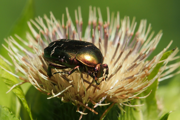 Skaliertes Bild Coleoptera, Scarabaeidae, Cetonia aurata, Rosenkaefer_2020_07_02--11-15-10.jpg 