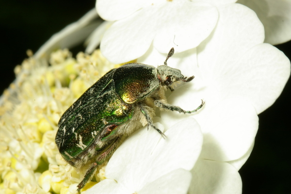 Skaliertes Bild Coleoptera, Scarabaeidae, Cetonia aurata_2007_05_14--10-03-27.jpg 