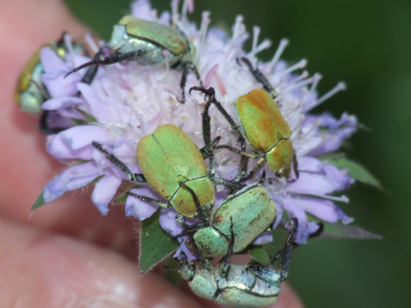 Skaliertes Bild Coleoptera, Scarabaeidae, Hoplia farinosa_2009_06_13--16-10-01.jpg 