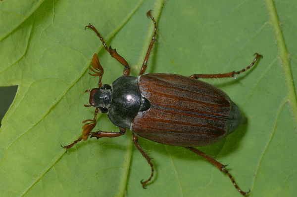 Skaliertes Bild Coleoptera, Scarabaeidae, Melolontha melolontha_2006_05_30--11-15-37.jpg 