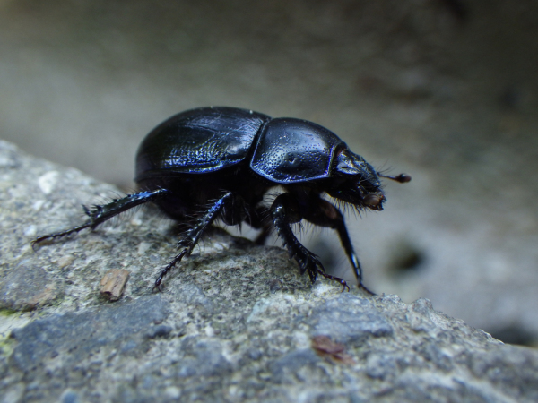 Skaliertes Bild Coleoptera, Scarabaeidae, Onthophagus_2013_06_30--14-39-34.jpg 