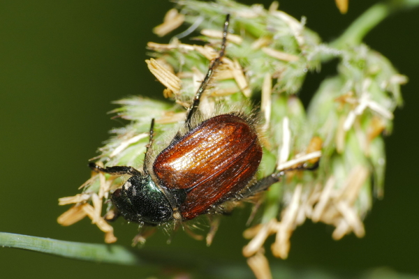 Skaliertes Bild Coleoptera, Scarabaeidae, Phyllopertha horticola, Julikaefer_2020_06_10--09-19-59.jpg 
