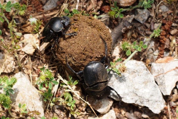 Skaliertes Bild Coleoptera, Scarabaeidae, Pillendreher mit Pille_2016_06_05--10-46-29.jpg 