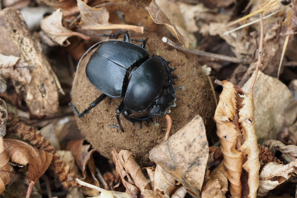 Skaliertes Bild Coleoptera, Scarabaeidae, Pillendreher mit Pille_2016_06_05--10-47-55.jpg 