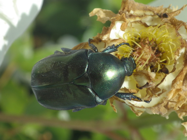 Skaliertes Bild Coleoptera, Scarabaeidae, Protaetia affinis, Aehnlicher Rosenkaefer_2016_06_05--14-55-00.jpg 