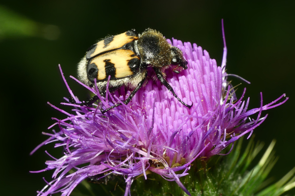 Skaliertes Bild Coleoptera, Scarabaeidae, Trichius fasciatus, Pinselkaefer_2022_07_15--08-57-02.jpg 