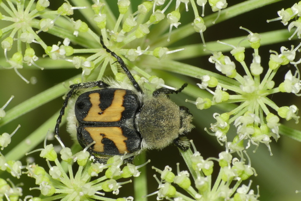 Skaliertes Bild Coleoptera, Scarabaeidae, Trichius zonatus, Pinselkaefer_2020_08_24--10-11-29.jpg 