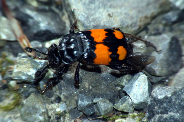 Skaliertes Bild Coleoptera, Silphidae, Necrophorus vespillo, Totengraeber_2007_09_09--12-24-34.jpg 