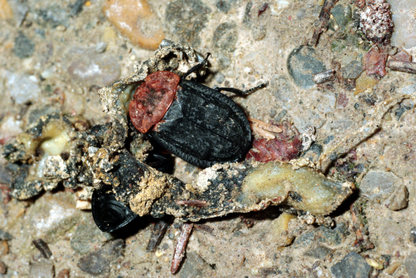 Skaliertes Bild Coleoptera, Silphidae, Oeceoptoma thoracica_2009_06_25--15-20-43.jpg 