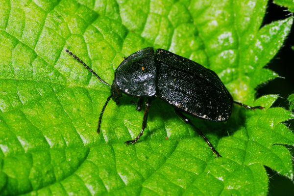 Skaliertes Bild Coleoptera, Silphidae, Phosphuga atrata_2005_10_11--17-08-27.jpg 