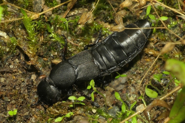 Skaliertes Bild Coleoptera, Staphilinidae, Ocypus olens_2020_09_02--09-45-12.jpg 