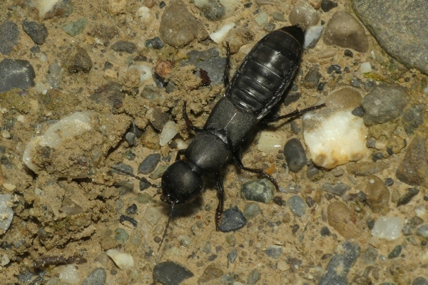Skaliertes Bild Coleoptera, Staphilinidae, Ocypus olens_2020_09_02--09-48-35.jpg 