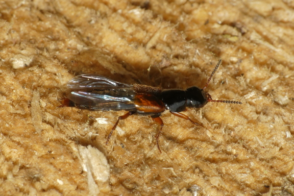 Skaliertes Bild Coleoptera, Staphilinidae,_2020_09_24--14-34-08.jpg 