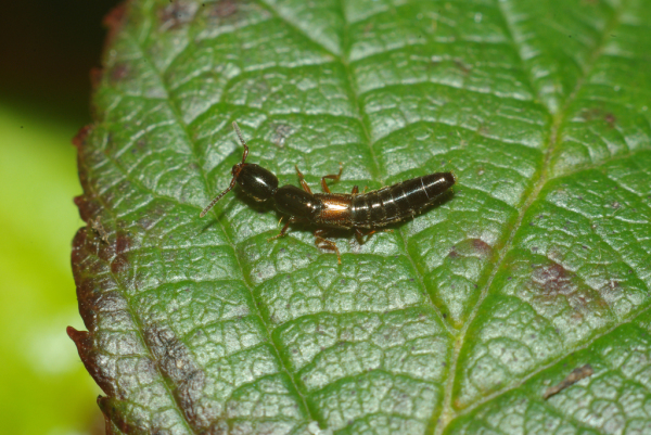 Skaliertes Bild Coleoptera, Staphylinidae, Xantholinus distans_2010_03_28--10-11-04.jpg 