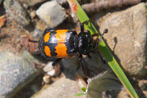 Skaliertes Bild Coleoptera, Sylphidae, Necrophorus vespilloides, Aaskaefer_2019_07_16--09-59-31.jpg 