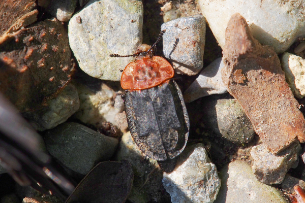 Skaliertes Bild Coleoptera, Sylphidae, Oiceoptoma thoracica, Aaskaefer_2019_07_16--09-59-03.jpg 