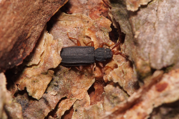 Skaliertes Bild Coleoptera, Sylvanidae, Uleiota planata_2019_04_17--12-48-05.jpg 