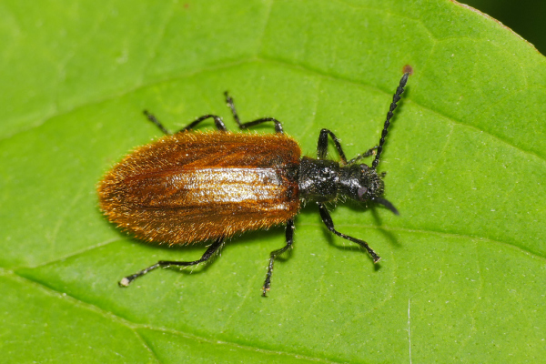 Skaliertes Bild Coleoptera, Tenebrionidae, Lagria hirta, Gemeiner Wollkaefer_2020_05_15--14-25-23.jpg 