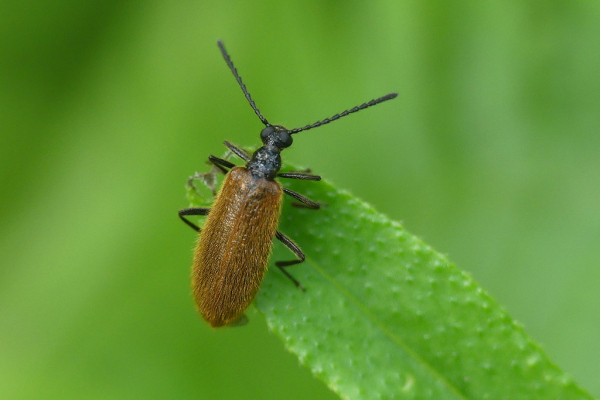 Skaliertes Bild Coleoptera, Tenebrionidae, Lagria hirta, Wollkaefer_2023_07_03--09-36-45.jpg 