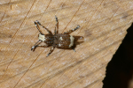 Vorschaubild Coleoptera, Anthribidae, Anthribus albinus_2005_05_26--16-46-34.jpg 