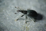 Vorschaubild Coleoptera, Apionidae,_2013_10_20--11-32-07.jpg 