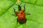 Vorschaubild Coleoptera, Attelabidae, Apoderus coryli, Blattroller_2023_09_10--09-30-23.jpg 