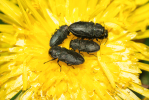 Vorschaubild Coleoptera, Buprestidae, Anthaxia quadripunctata_2009_05_11--11-13-56.jpg 