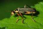 Vorschaubild Coleoptera, Cantharidae, Cantharis pagana_2009_06_01--10-58-46.jpg 