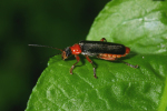 Vorschaubild Coleoptera, Cantharidae, Cantharis pellucida_2005_05_27--08-40-35.jpg 