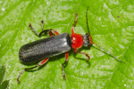 Vorschaubild Coleoptera, Cantharidae, Cantharis pellucida_2020_05_15--13-58-48.jpg 