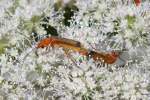 Vorschaubild Coleoptera, Cantharidae, Rhagonycha fulva_2005_07_29--13-45-42.jpg 
