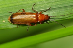 Vorschaubild Coleoptera, Cantharidae, Rhagonycha fulva_2020_07_27--10-25-24.jpg 
