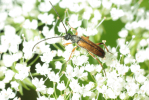 Vorschaubild Coleoptera, Cerambycidae, Alosterna tabacicolor_2009_06_01--10-38-56.jpg 