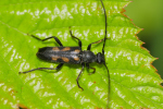 Vorschaubild Coleoptera, Cerambycidae, Anoplodera sexguttata_2020_05_15--15-03-01.jpg 