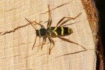 Vorschaubild Coleoptera, Cerambycidae, Clytus arietis_2005_05_26--16-53-33.jpg 
