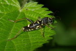 Vorschaubild Coleoptera, Cerambycidae, Clytus lama_2007_06_18--12-19-52.jpg 