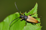 Vorschaubild Coleoptera, Cerambycidae, Corymbia fulva_2019_07_19--09-29-06.jpg 