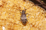 Vorschaubild Coleoptera, Cerambycidae, Leiopus nebulosus_2011_06_04--10-16-29.jpg 