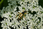 Vorschaubild Coleoptera, Cerambycidae, Leptura maculata_2019_06_25--09-08-08.jpg 