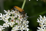 Vorschaubild Coleoptera, Cerambycidae, Leptura rubra, Rothalsbock_2005_07_03--14-04-54.jpg 