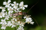 Vorschaubild Coleoptera, Cerambycidae, Molorchus minor_2005_05_28--09-40-17.jpg 